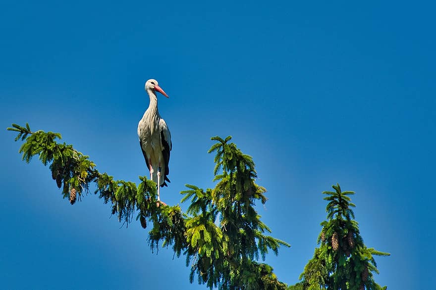 White Stork, Bird, Branch, Ciconia Ciconia, Stork, Rattle Stork, Animal, Wildlife, Plumage, Bill, Tree