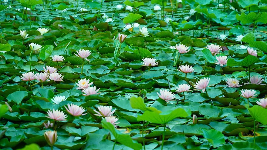 lotusblomster, blomster, lotus blade, lotus blomster, lyserøde blomster, kronblade, pink kronblade, flor, blomstre, vandplanter, flora