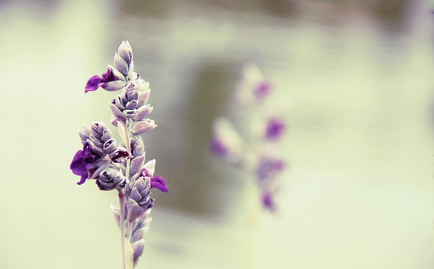 bunga, ungu, tepi sungai, indah, vintage, seni