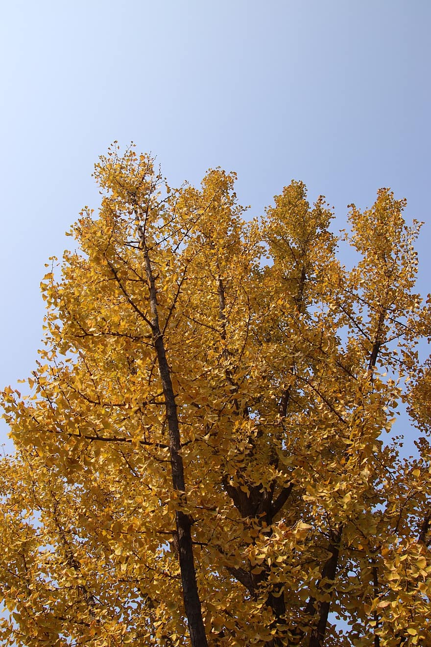 もみじ、木、秋、カエデ、楓葉、紅葉、黄色の葉、葉、枝、トランク