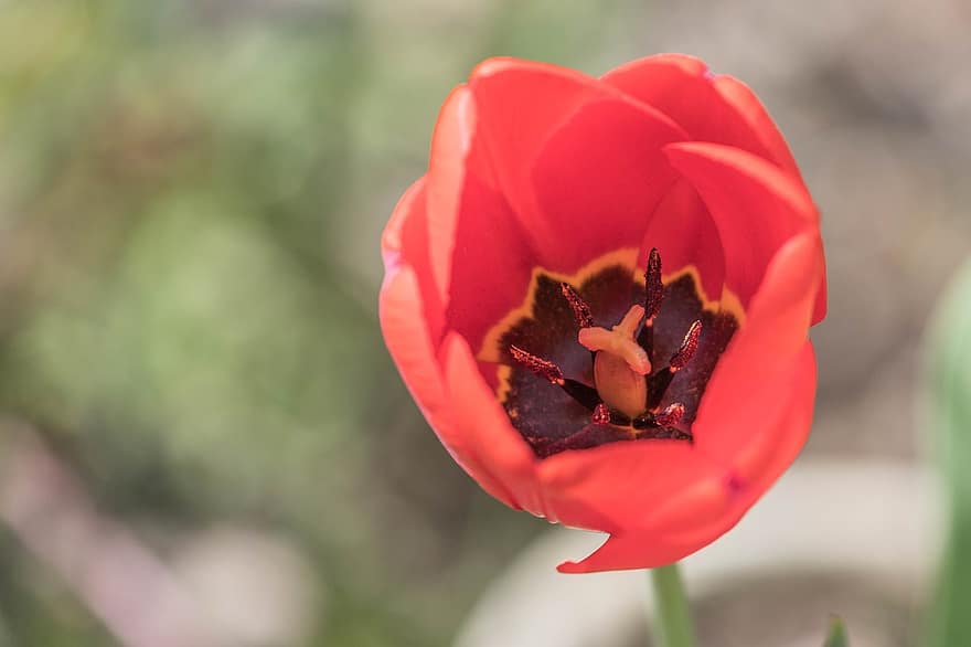 tulipan, blomst, plante, flor, blomstre, have, natur, bokeh