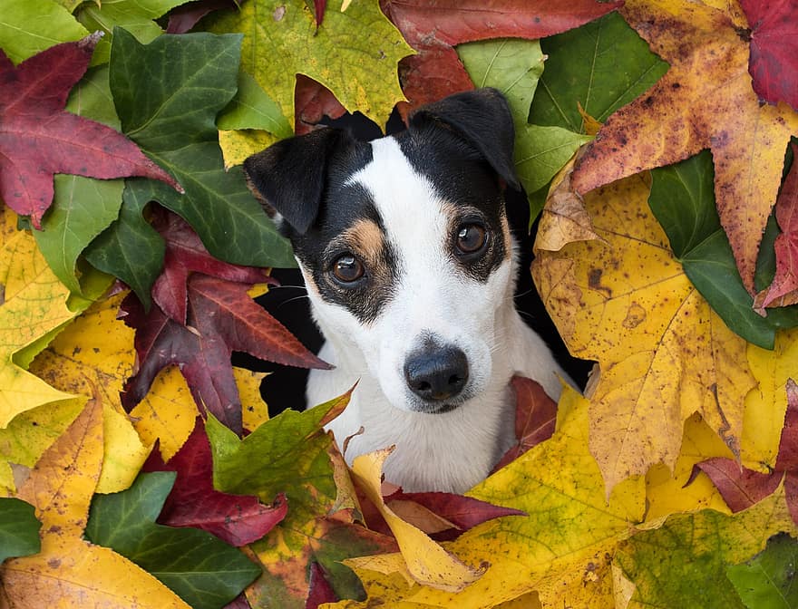 Джек Рассел терьер, собака, домашнее животное, животное, собачий, млекопитающее, милый, обожаемый, портрет, листья
