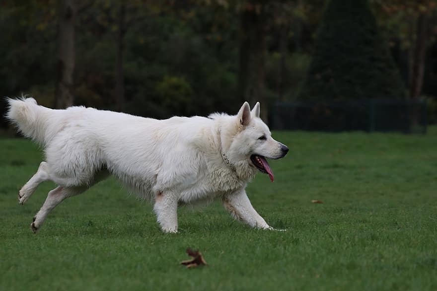 hund, kæledyr, løbende hund, nuttet, hvid hund