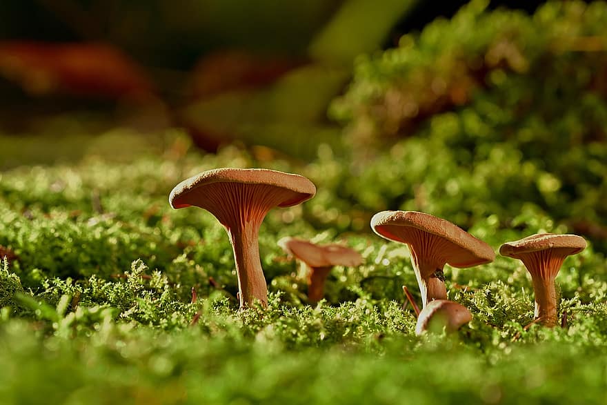 грибы, мох, гриб, пластинчатые грибы, лес, деревянный пол, осень