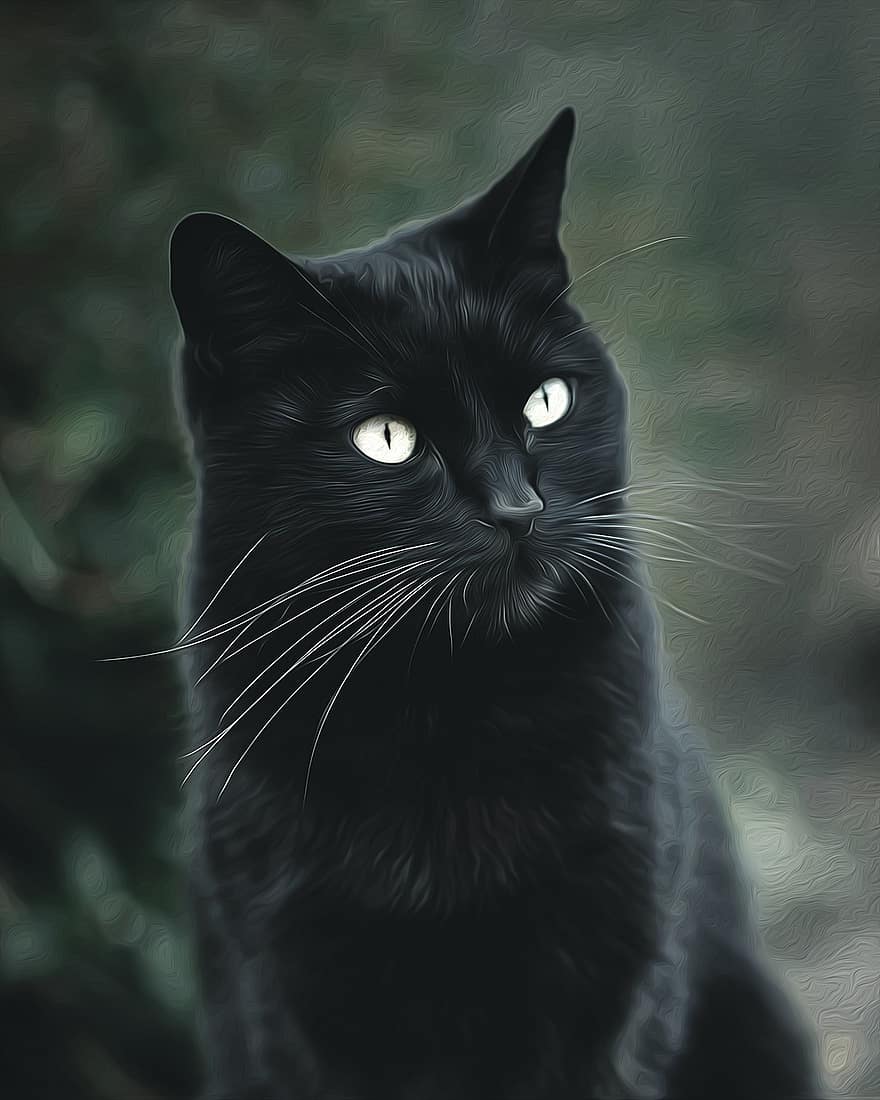 кішка, Чорна кішка, котячих, домашня тварина, милий, тварина, вуса, вітчизняний, природи, домашні тварини, домашня кішка