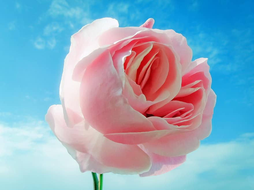 mawar, bunga, bunga merah muda, alam, daun bunga, merapatkan, kepala bunga, menanam, warna merah jambu, percintaan, kesegaran
