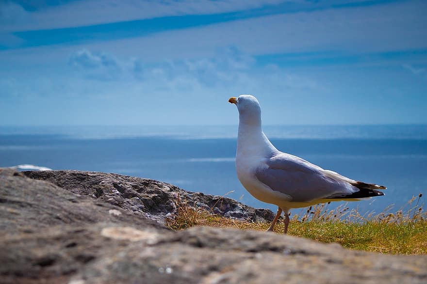 seagull, bird, ocean, nature, animal, outdoors, beak, coastline, animals in the wild, feather, sea bird
