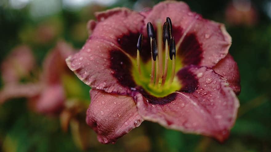 Daylily, Flower, Dew, Wet, Lily, Hemerocallis, Red Flower, Petals, Pistil, Bloom, Plant