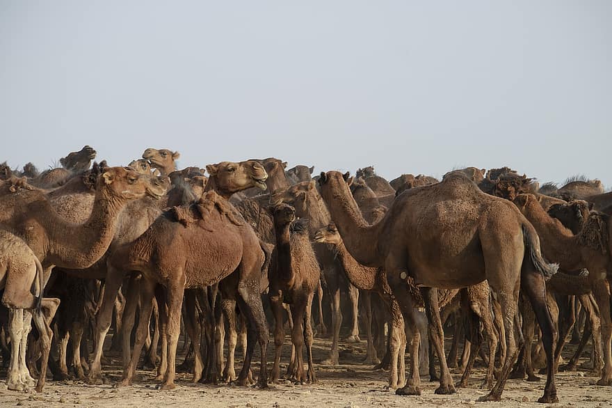 animal, camello, mamífero, Desierto, especies, África, culturas, camello dromedario, arena, convoy, manada