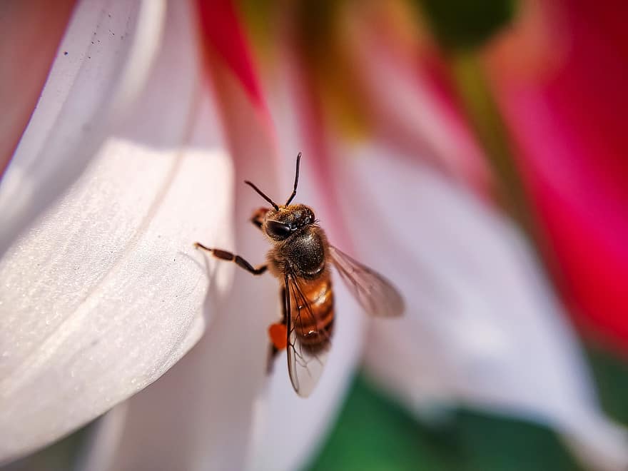 пчела, насекомо, цвете, медна пчела, животно, растение, природа, макро, близък план
