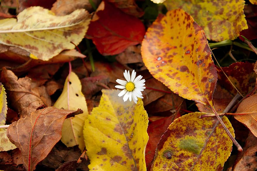 otoño, flor, follaje, suelo del bosque