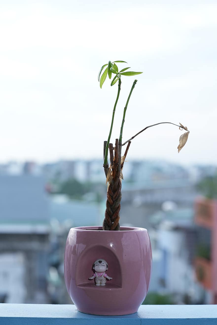 arbre, plante en pot, plante, décoratif