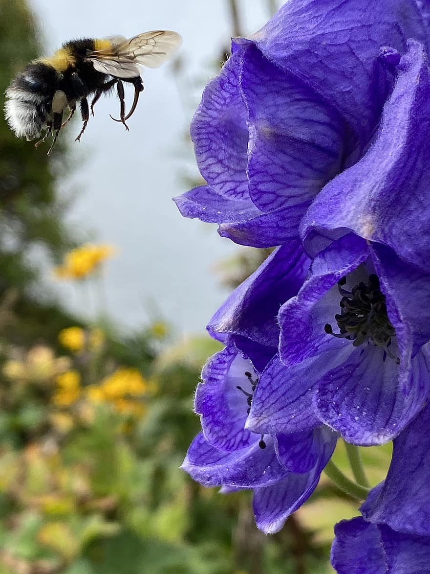 kumbang, lebah, bunga-bunga, aconite cina, serangga, penerbangan, bunga ungu, berkembang, menanam, alam