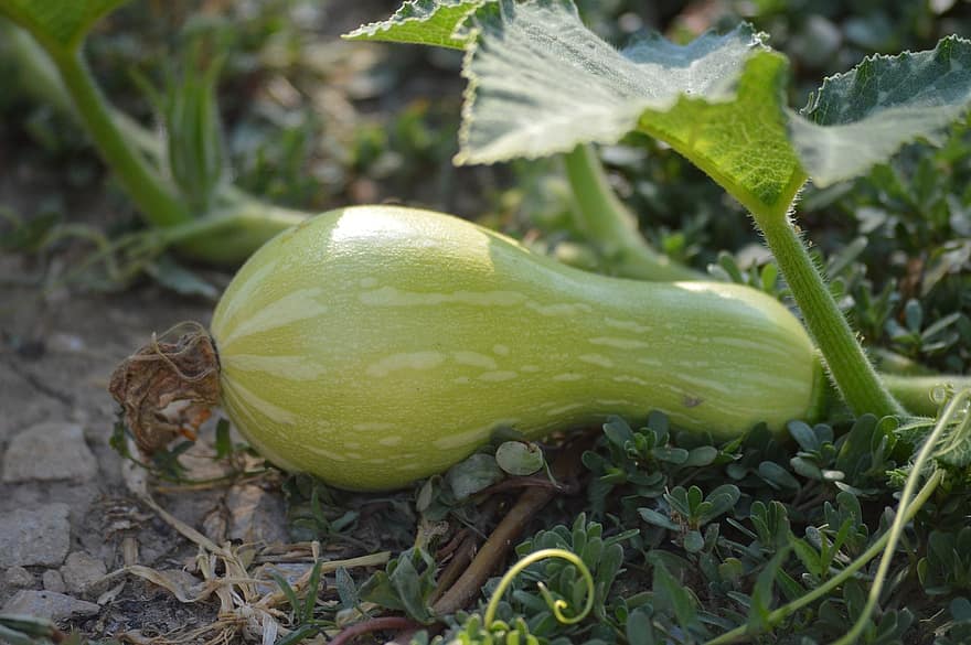 Butternut Squash, Pumpkin, Plant, Vegetable, Leaf, Vine, Food, Organic, Nature, Autumn, agriculture