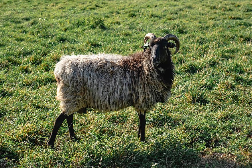 ovelha, Cordeiro, lã, chifres, animal, gado, pasto