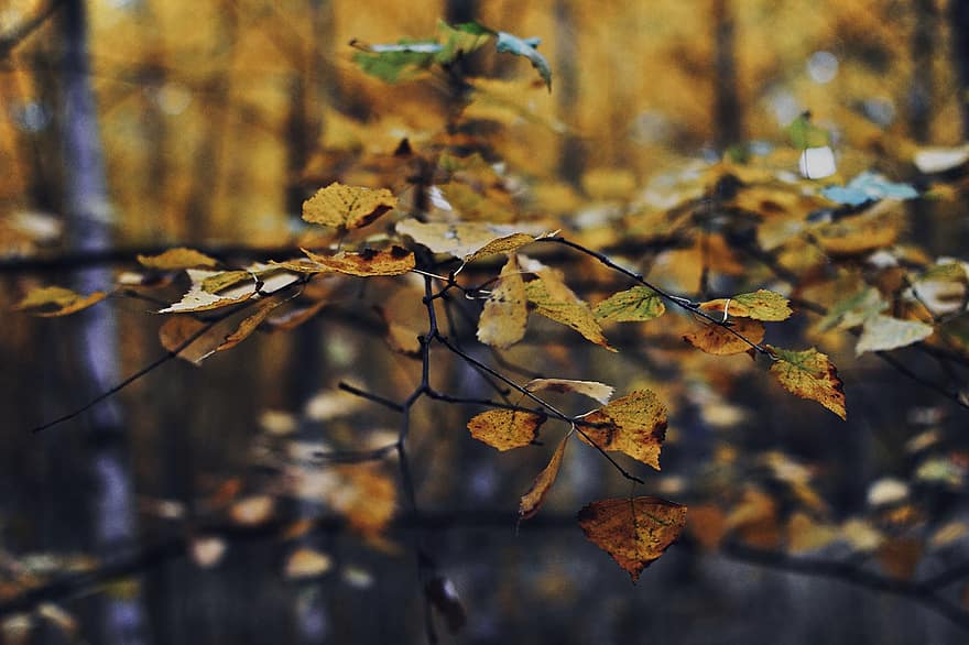 huş ağacı, orman, yapraklar, sonbahar, düşmek
