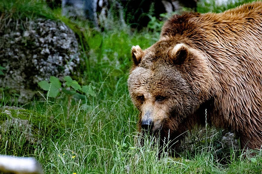 urs, urs brun, fiară, ursuleț, păros, cu blană, grădină zoologică, periculos