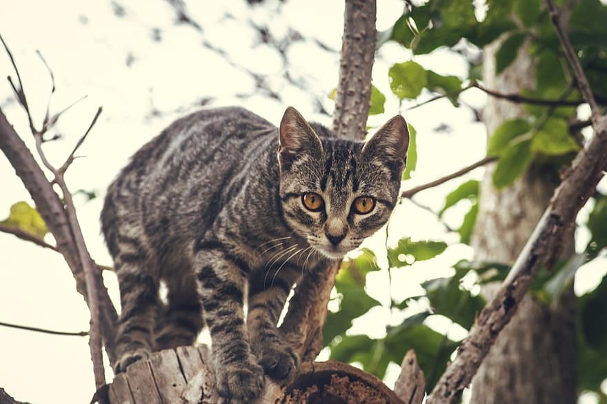 kedi, Tekir kedi, şube, ağaç, Evcil Hayvan, hayvan, ev kedisi, memeli, sevimli, açık havada, doğa