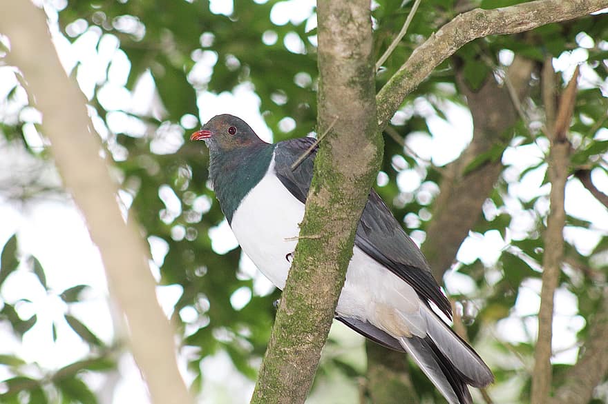 Pigeon, Wood Pigeon, Tree, Island, Bird, New Zealand, Avian
