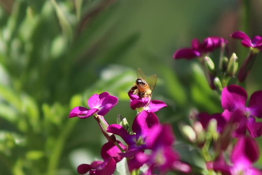 Bie, naturlig, nektar, natur, pollen, vår, blomst, hage, dyr, bikube, anlegg