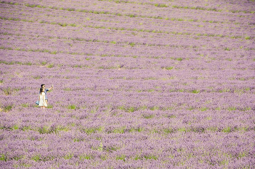 lavender, bidang, pasangan, turis, liburan, waktu luang, perkebunan, tanah pertanian, bunga-bunga, bidang lavender, bidang bunga