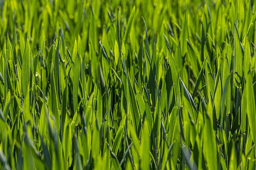 Green, Grass, Ground, Field, Garden, Wall, Small, Animal, Large, Day, Forest