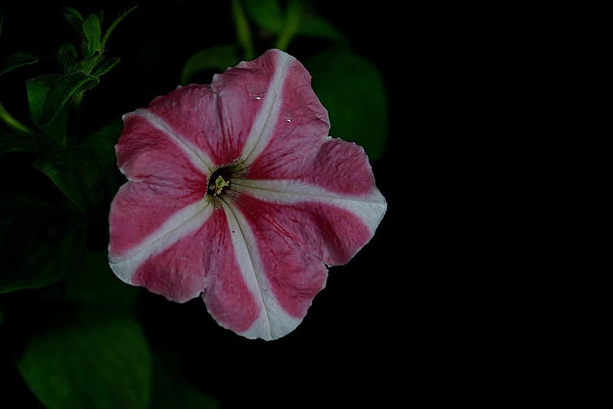 gėlė, Petuanija, flora
