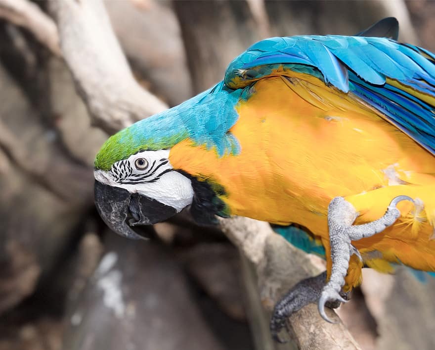 macaw, burung, hewan, burung beo, margasatwa, bulu burung, cabang, bertengger, alam, mengamati burung, multi-warna