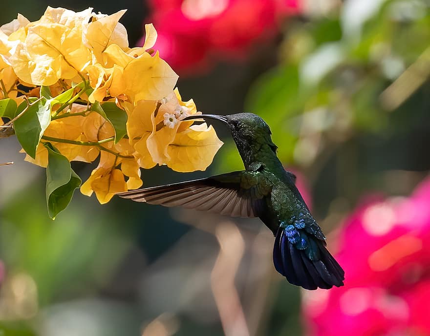 colibrì, uccello, fiori, Carabi dalla gola verde, animale, natura, pianta, impollinazione, ornitologia, specie, fauna