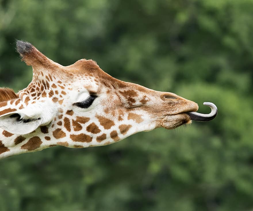 Giraffe, Language, Africa, Zoo, Head, Mammals, Funny, Cute, Herbivores, Safari, Tasks