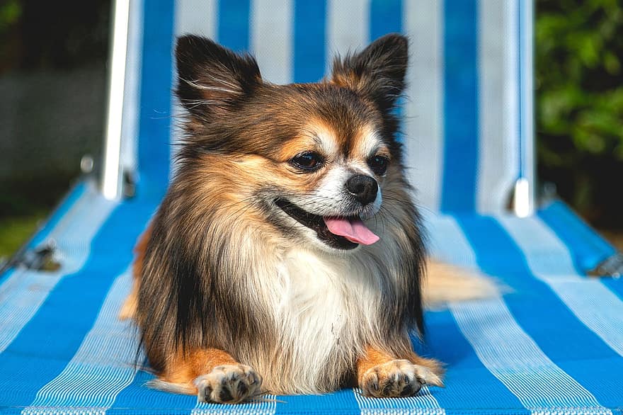 치와와, 개, 귀엽다, 작은, 착한 애, 갑판 의자, 정원, 태양