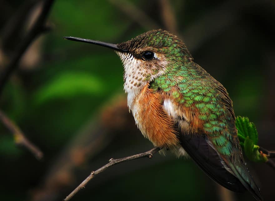 colibrí, zumbador, pájaro, naturaleza, pequeña, fauna silvestre, animal, salvaje, de color herrumbre
