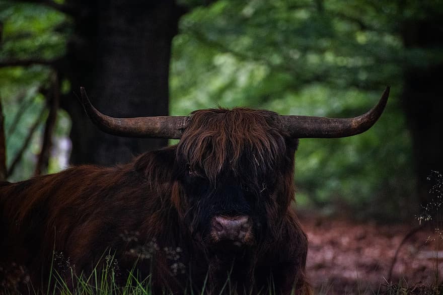 highland kráva, kráva, zvíře, hospodářských zvířat, savec, rohy