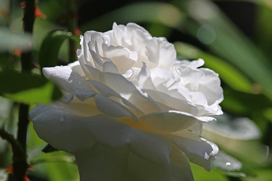 Rosa blanca, Rosa, flor, floración, romántico, jardín, belleza, flor rosa, Rosal, naturaleza, pétalos