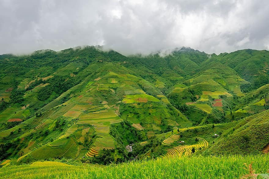 छतों, चावल छतों, चावल की धान, पेड़ लगाना, चावल का बागान, खेत, खेती, चावल का खेत, कृषि, कृषि योग्य भूमि, ग्रामीण