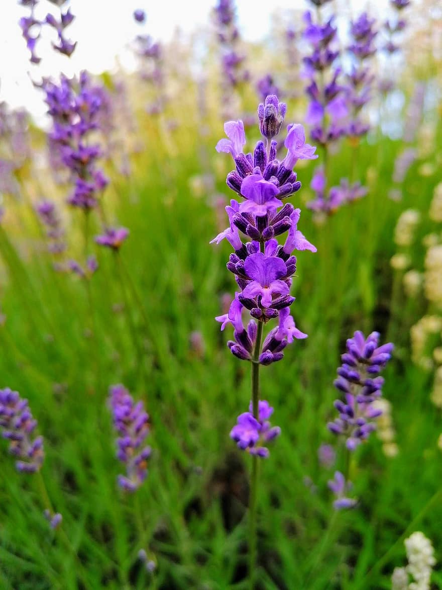 lavender, bunga-bunga, bidang, bunga ungu, berkembang, mekar, flora, Rempah, harum, menanam, bidang lavender