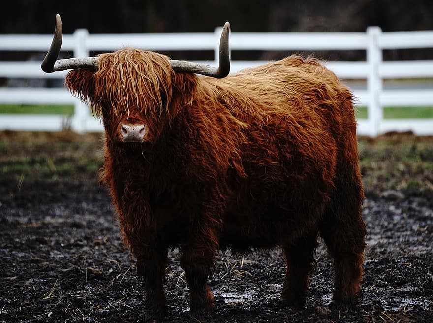 корова, крупный рогатый скот, рога, домашний скот, Шотландское Высокогорье, ферма, животное, природа, млекопитающее, сельское хозяйство, сельская местность