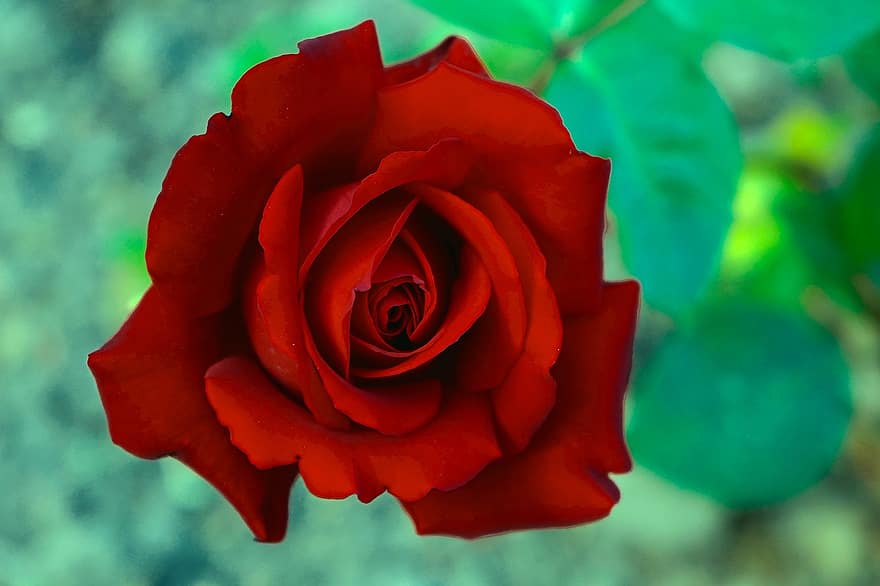 pakilo, Raudona roze, gėlė, raudona gėlė, žiedlapių, raudonos žiedlapės, žydi, žiedas, flora, rožių žiedlapiai, rožė