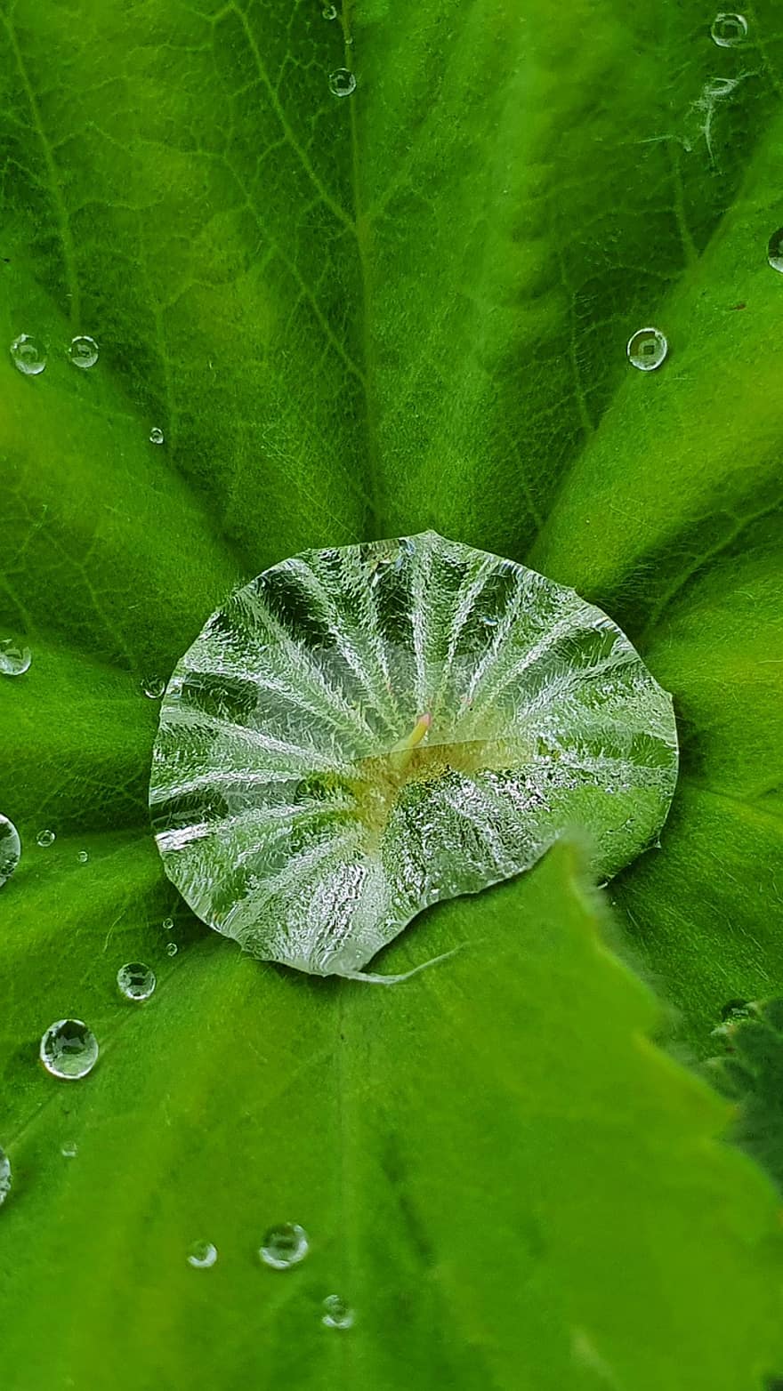 Drip, Plant, Nature, Close Up, Green
