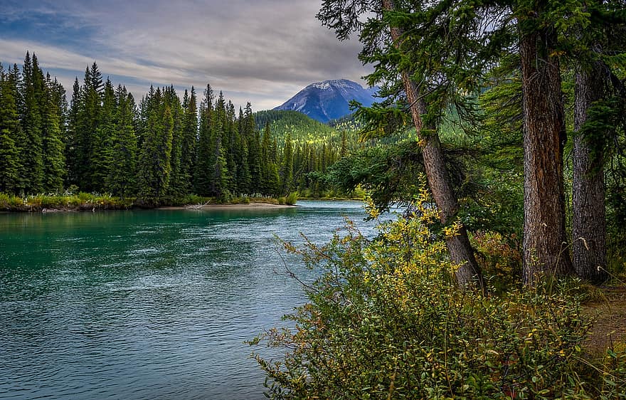 rivier-, bomen, berg-, bank, coniferen, Bos, landschap, toneel-, natuur, boog rivier, Banff National Park