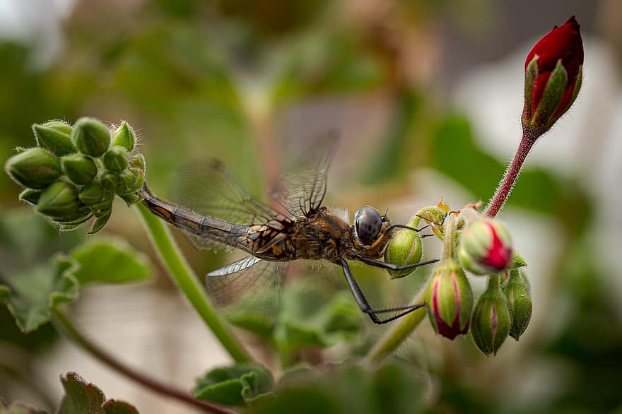 Macro, Dragonfly, Insect, Nature, Wing, Animal, Summer, Biology, Flower