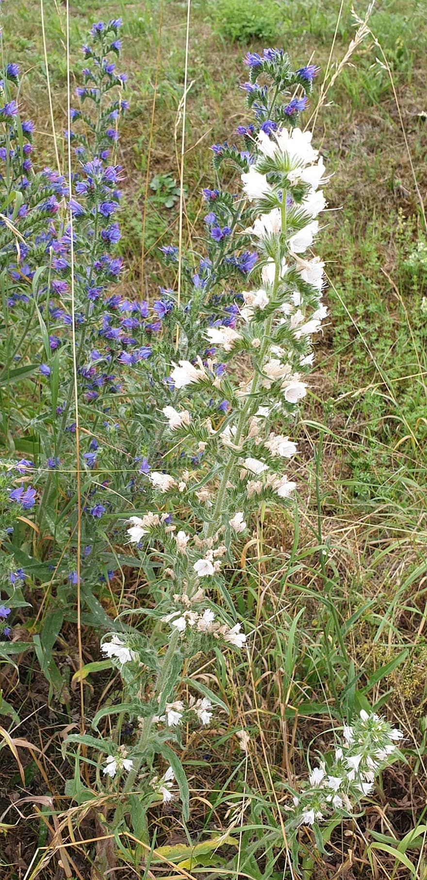 보통의 natternkopf, 흰뱀 머리, 야생의 꽃, 꽃들, 화이트, 에키 움 불가 벌, 뱀 머리, 푸른, 파란색 natternkopf, 에키 움, 라브레 왈레