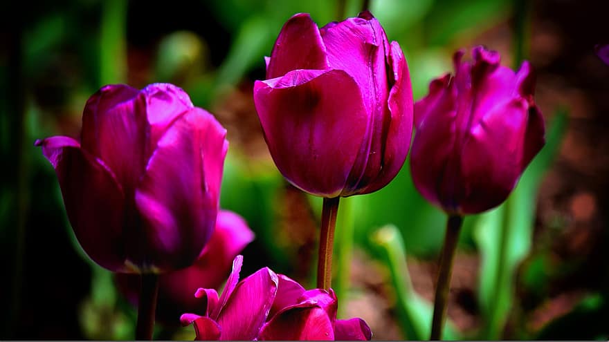 tulipas, flores, plantas, tulipas de jardim, pétalas, flor, jardim, natureza