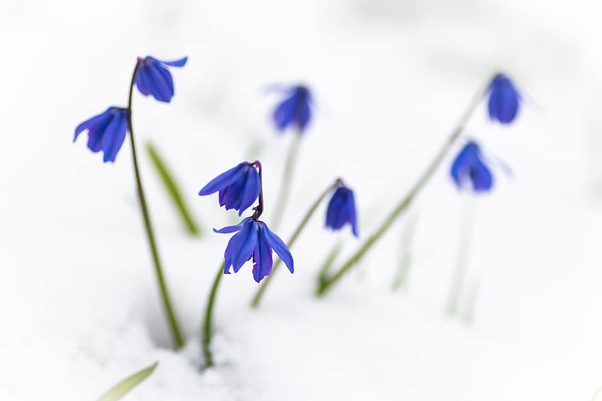 blommor, Sibirisk fjäderpenna, blomma, botanik, kronblad, tillväxt, vinter-, säsong, närbild, växt, blå