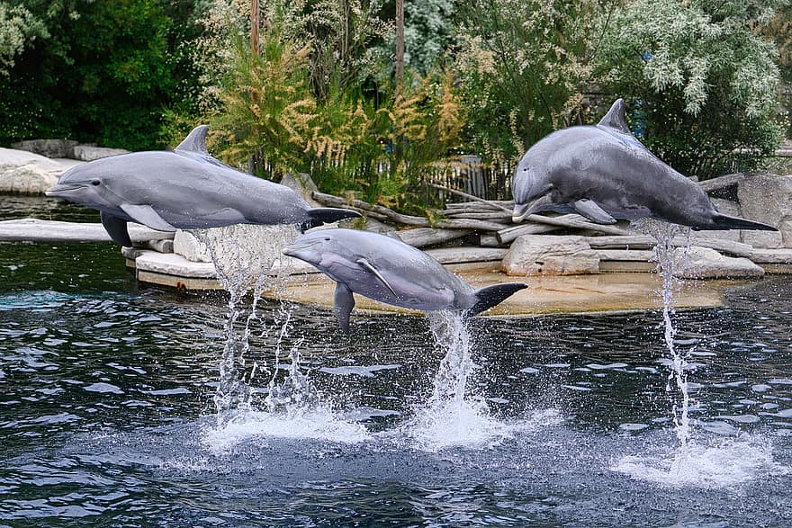 golfinho, animais, mamíferos, Show de golfinhos, desempenho, agua, nadar, mamífero marinho, animais selvagens, jardim zoológico, tiergarten