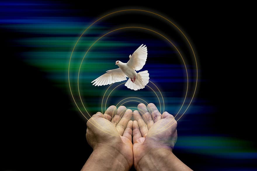 pomba, Paz, mãos, vôo, pomba da paz, pássaro, símbolo, paz mundial, bokeh