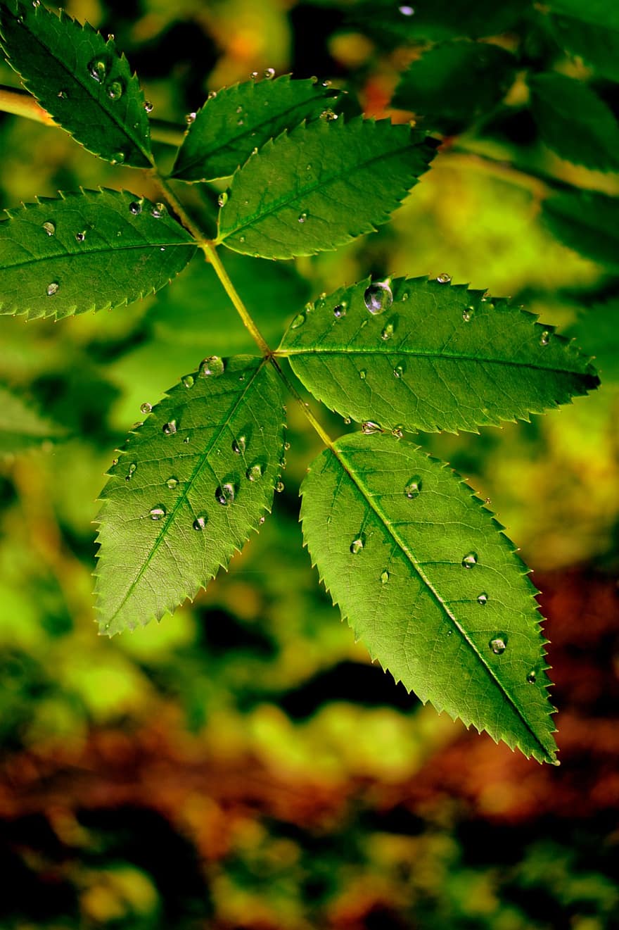 листа, растение, роса, мокър, капки роса, шума, зеленина, клон, дъждовни капки, природа