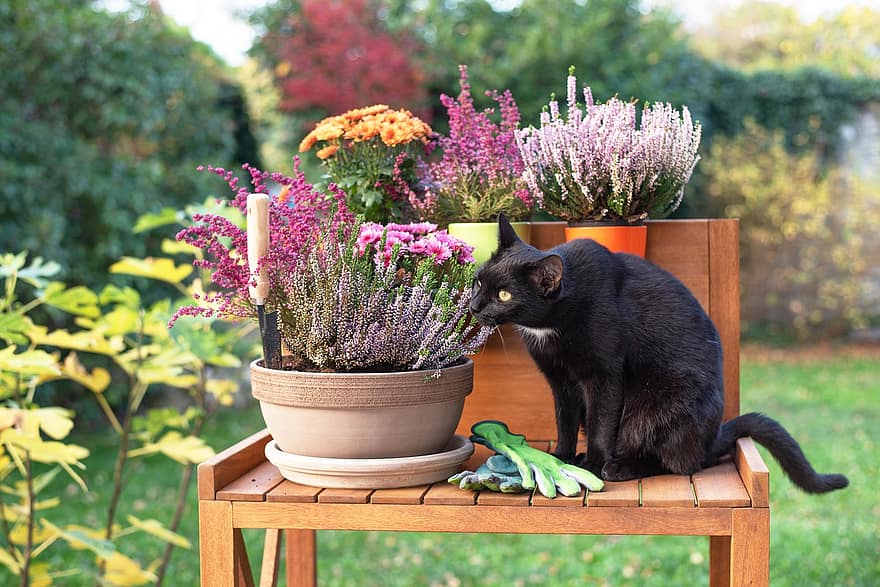 juoda katė, kačiukas, naminė katė, katė, sodas, ruduo, sodininkystė, gėlės, augintiniai, mielas, gėlė