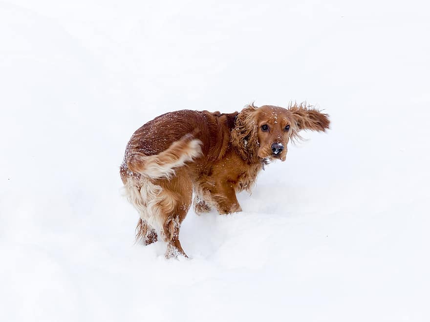 Cocker, chien, neige, animal de compagnie, animal, chien domestique, canin, mammifère, jouer, du froid, hiver