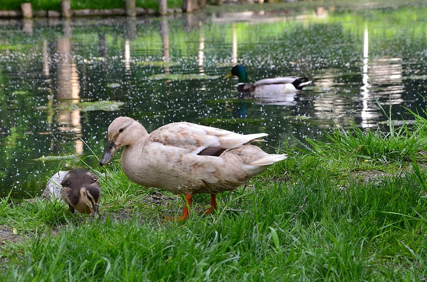патици, пате, зеленоглави патици, патешко семейство, паток, водни птици, вода, езерце, ливада